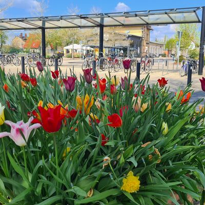 Frühlingsboten: Bunte Tulpen am Veltener Bahnhof.