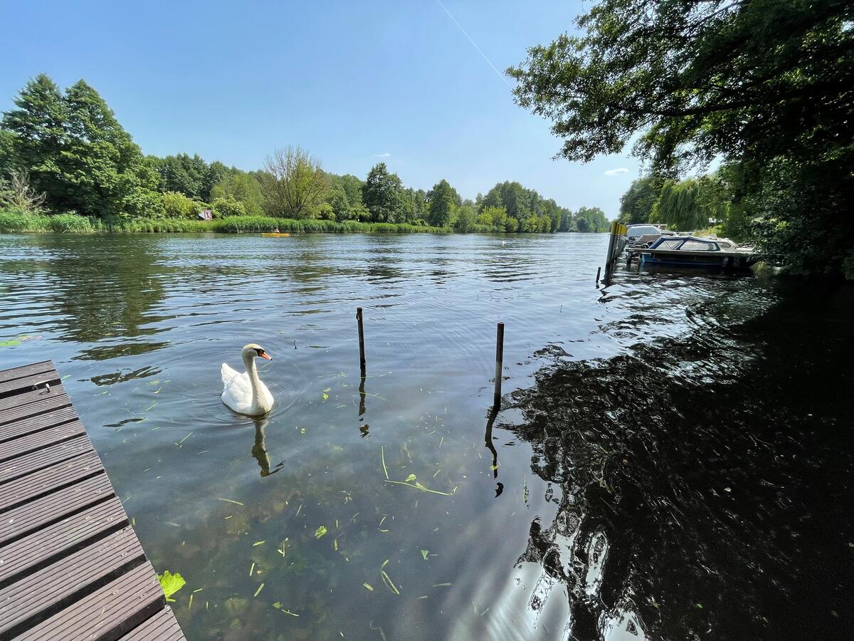 Bild vergrößern: Ein Schwan schwimmt auf der Havel.