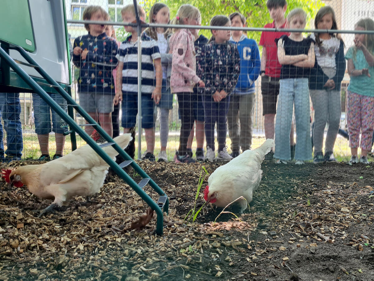 Bild vergrößern: Vier Hühner gastieren in der Linden-Grundschule in Velten.
